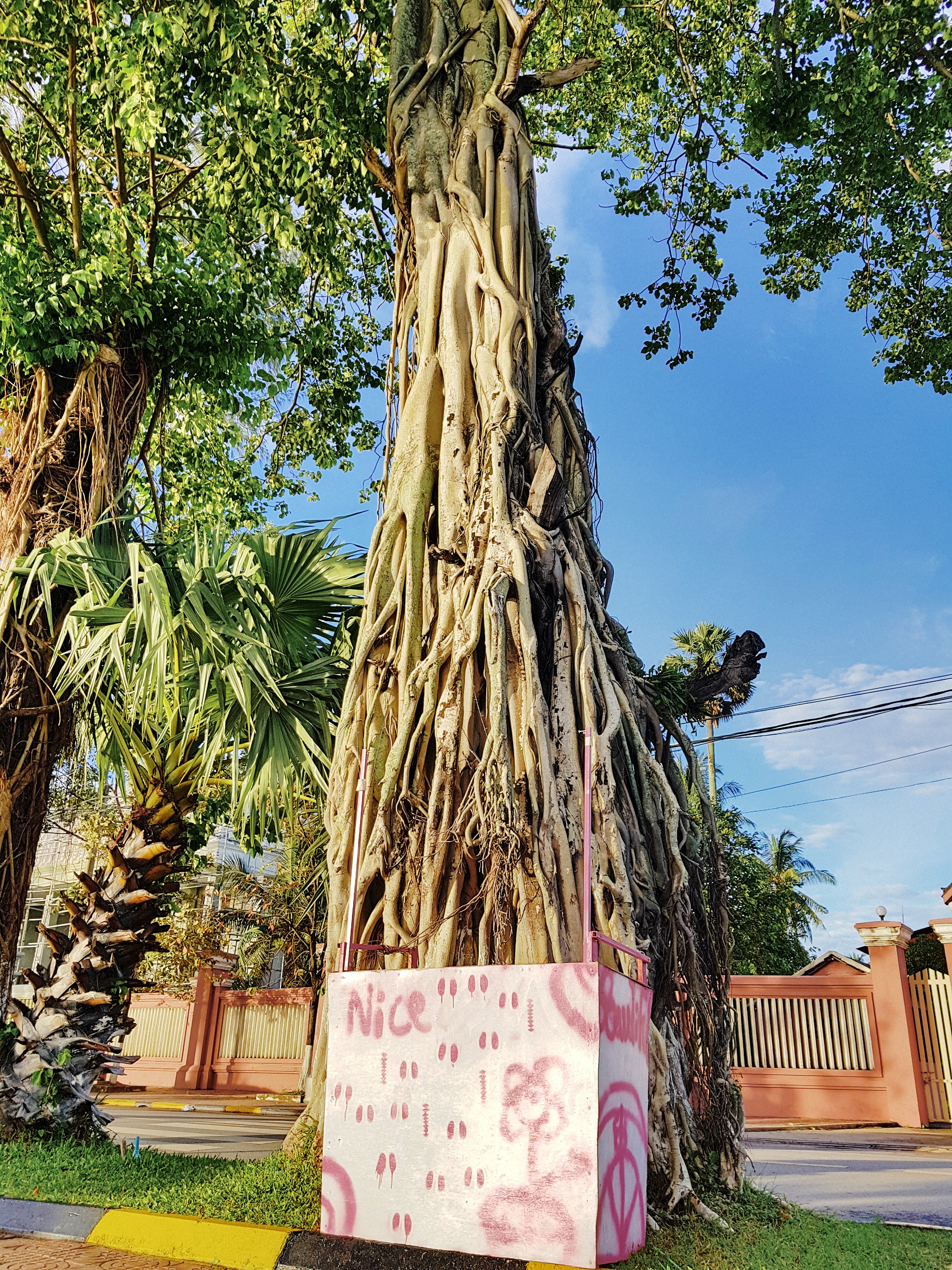 Kampot old tree